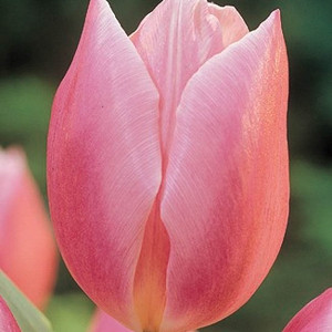 Tulipa Early Glory,Tulip 'Early Glory', Triumph Tulip 'Early Glory', Triumph Tulips, Spring Bulbs, Spring Flowers, Tulipe Early Glory, Pink Tulips, Tulipes Triomphe, Mid spring tulips